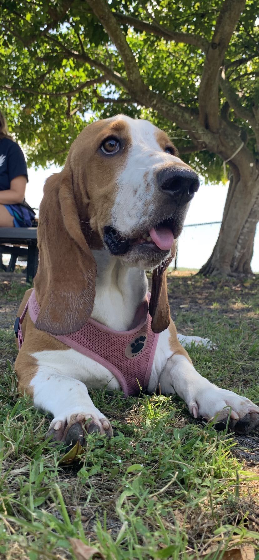 Louise at Pet Park